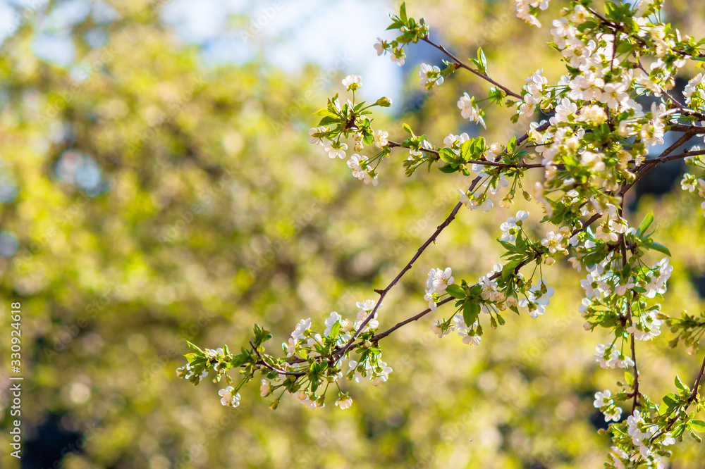 apple branch in white blossom. beautiful green nature background on a sunny day in spring. blurred background apple branch in white blossom. beautiful green nature background on a sunny day in spring. blurred background