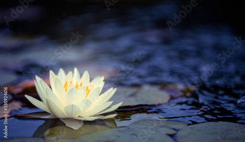 Beautiful Thai Lotus that have been appreciated with dark blue water surface