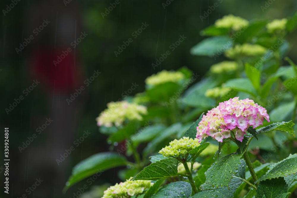 雨降る紫陽花園 雨降る紫陽花園