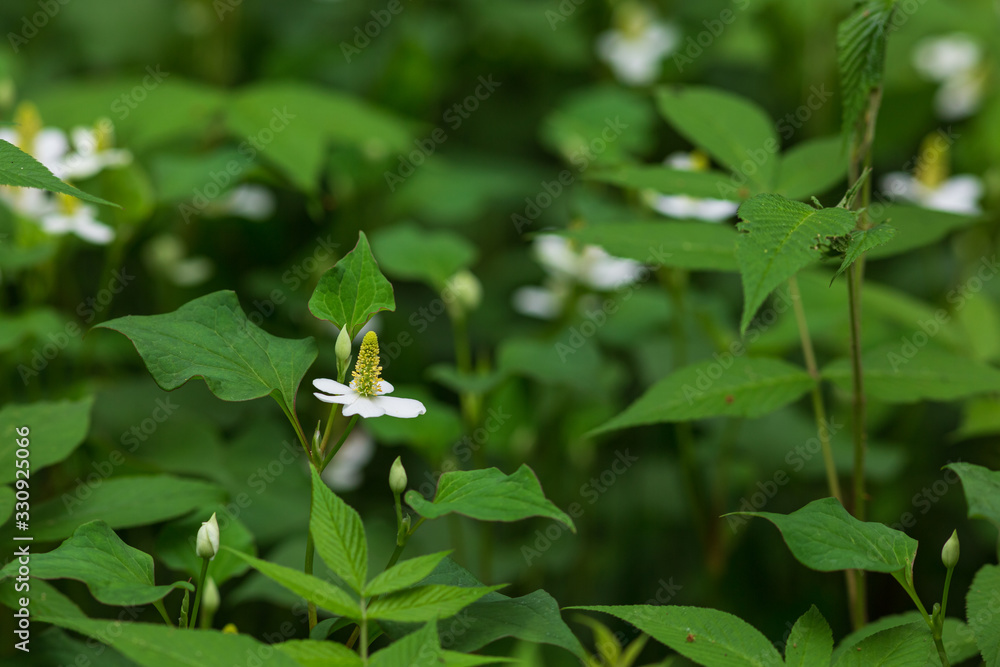 ドクダミの花 ドクダミの花