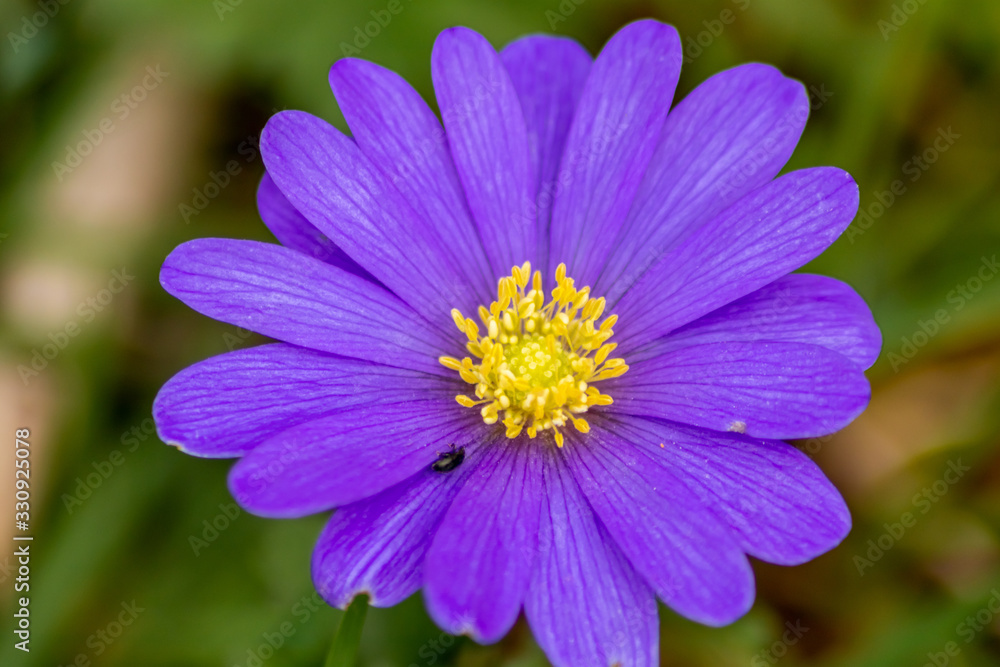 Leberblümchen (Hepatica nobilis oder Dreilappiges Leberblümchen) ist Blume des Jahres 2013 als Gattung der Windröschen und Kleinstaude im Frühling ein Augenschmaus zum Muttertag Leberblümchen (Hepatica nobilis oder Dreilappiges Leberblümchen) ist Blume des Jahres 2013 als Gattung der Windröschen und Kleinstaude im Frühling ein Augenschmaus zum Muttertag