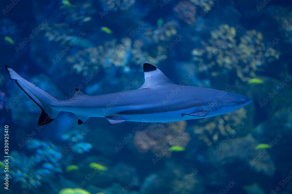 Fototapeta premium Tiburon