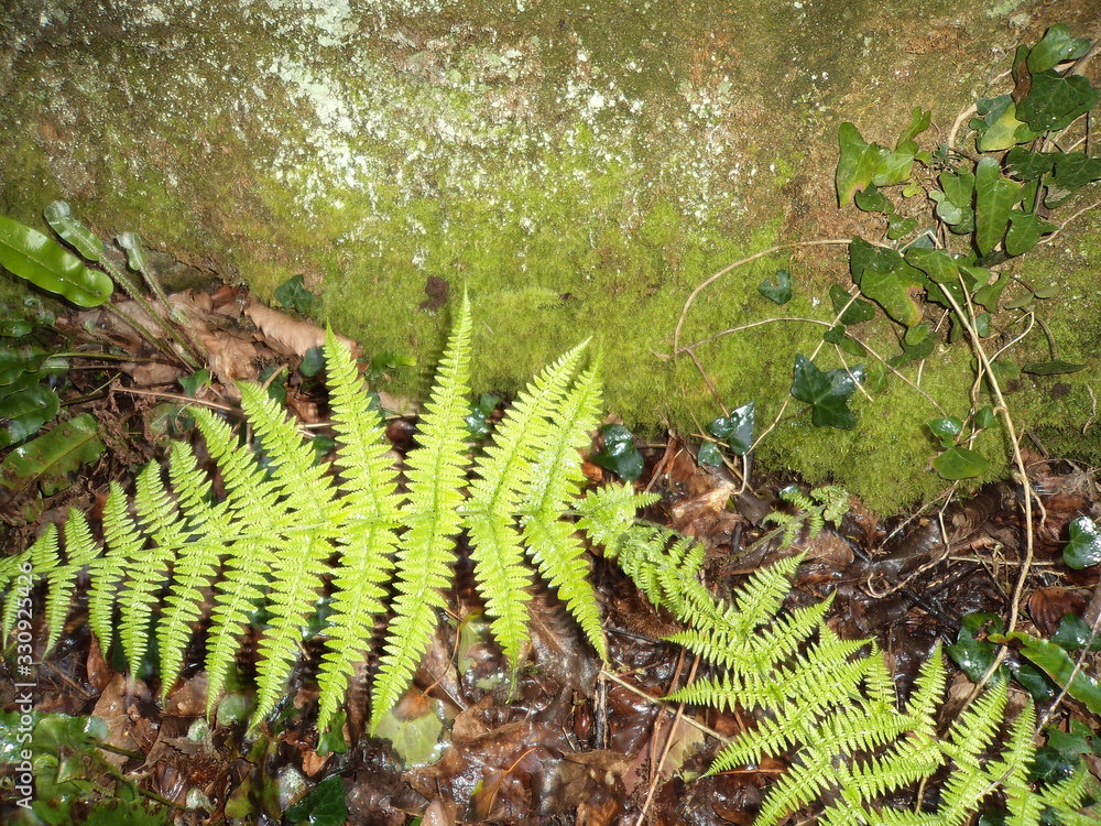 Forêt Bretagne