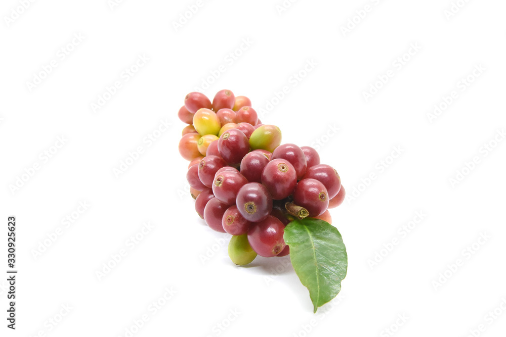 Coffee berries and leaves green on branch, White background.