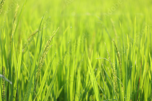 Rice paddy field under sunlight