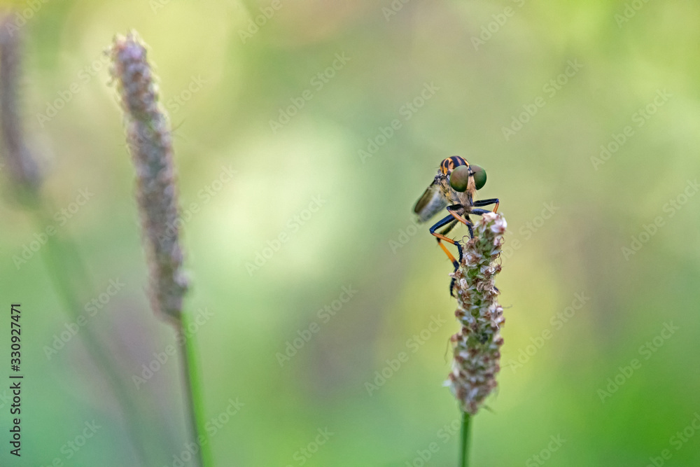 Butcher fly on grass