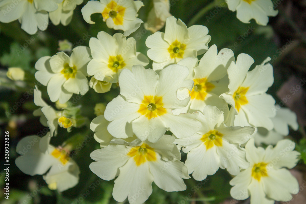 Piccoli fiori bianchi in primavera Piccoli fiori bianchi in primavera