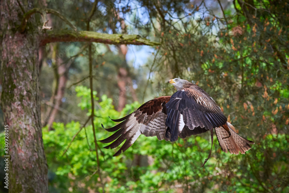 Red Kite in flight (Milvus milvus), Falconry Red Kite in flight (Milvus milvus), Falconry