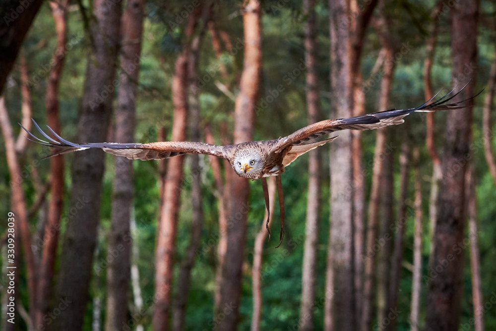 Red Kite in flight (Milvus milvus), Falconry Red Kite in flight (Milvus milvus), Falconry