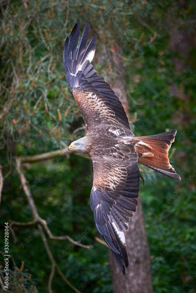 Fototapeta premium Red Kite in flight (Milvus milvus), Falconry 