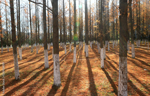 Sun shines through the autumn trees, casting shadows on ground