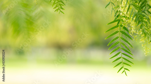 Fresh green branches with natural sunlight background