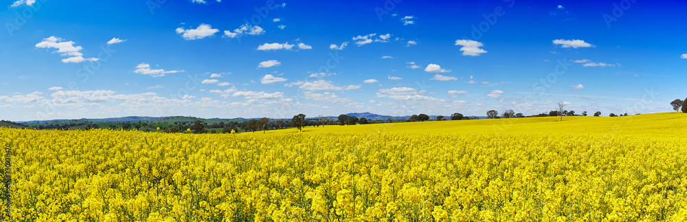 Beautiful countryside landscape: Golden rapeseed field and blue sky with clouds on a sunny day