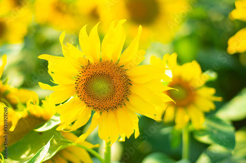 Beautiful sunflower in garden