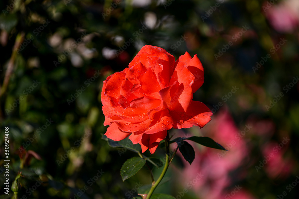 Close up of beautiful red roses in the garden Close up of beautiful red roses in the garden