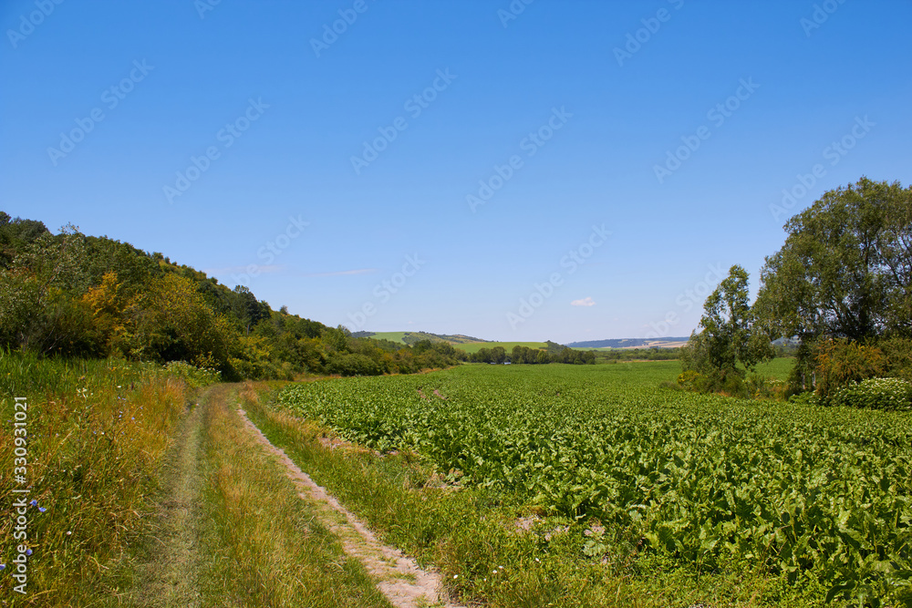green beets field,sugar beet field landscape and field road