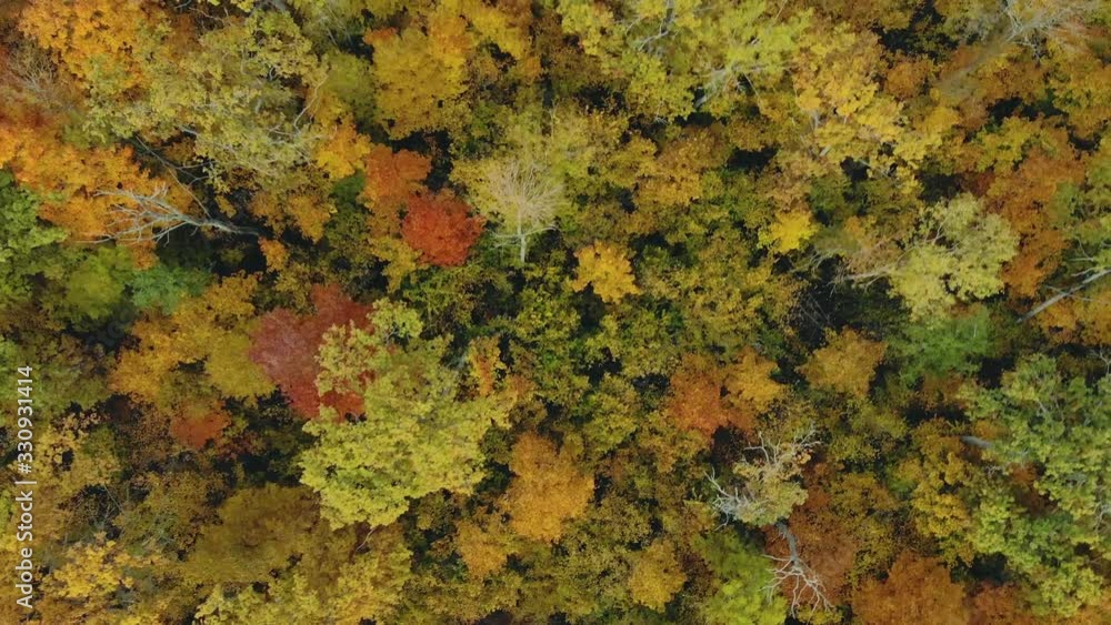 Aerial: magical forest from a bird 's eye view. Drone flies over colorful autumn trees. Beautiful seasonal foliage. Wonderful riot of bright colors of green, yellow and orange Aerial: magical forest from a bird 's eye view. Drone flies over colorful autumn trees. Beautiful seasonal foliage. Wonderful riot of bright colors of green, yellow and orange