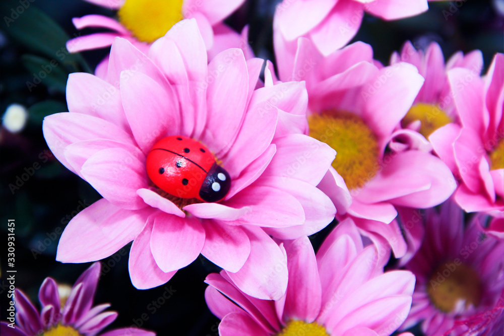 natural pink chrysanthemum flowers with petals and pestles natural pink chrysanthemum flowers with petals and pestles