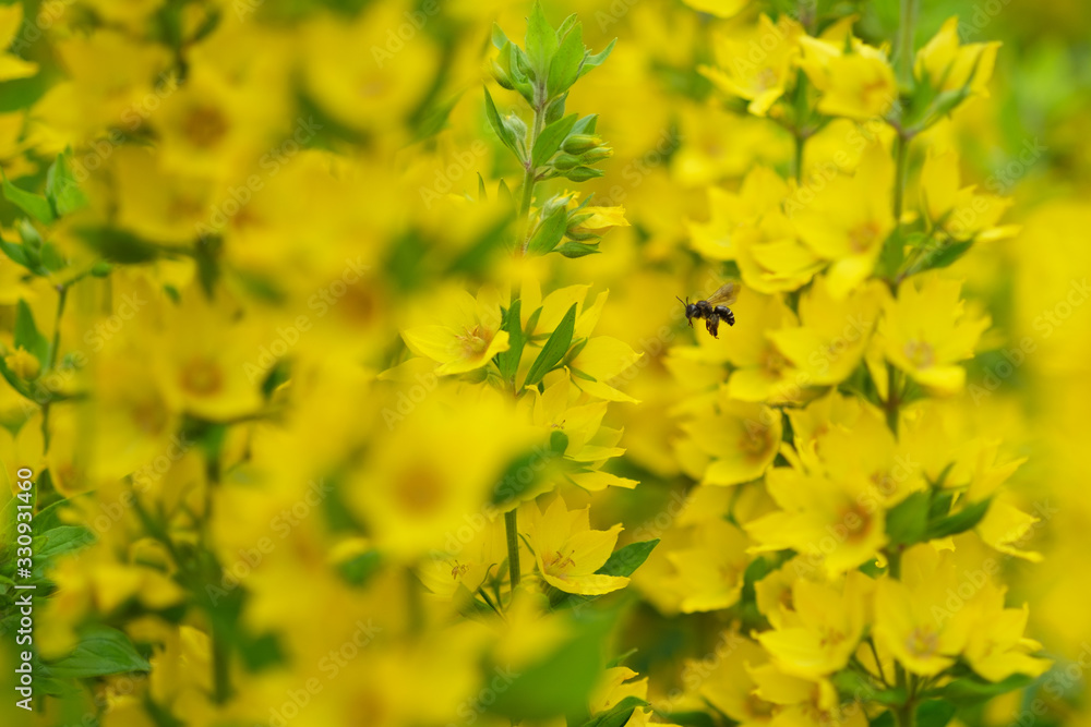 Yellow flowers bloom (Punctata Lysimachia) with a flying bee in the garden. Blurred beautiful flowers. Selective focus Yellow flowers bloom (Punctata Lysimachia) with a flying bee in the garden. Blurred beautiful flowers. Selective focus