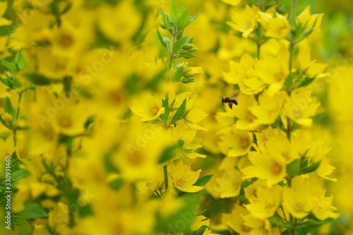 Yellow flowers bloom (Punctata Lysimachia) with a flying bee in the garden. Blurred beautiful flowers. Selective focus