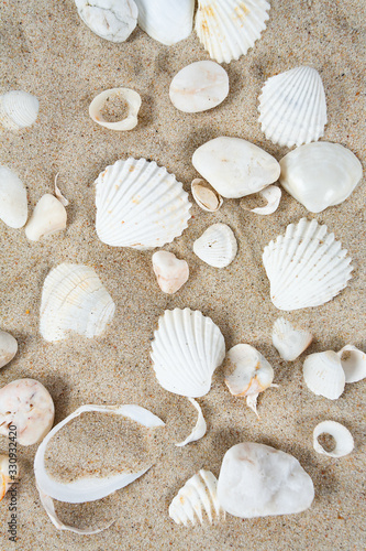 Obraz na płótnie beautiful sea shells on sand