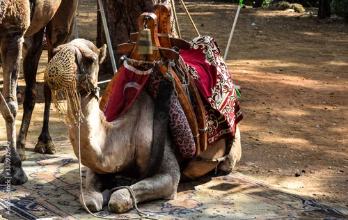 Fototapeta samoprzylepna wielbłąd zwierzak dromader