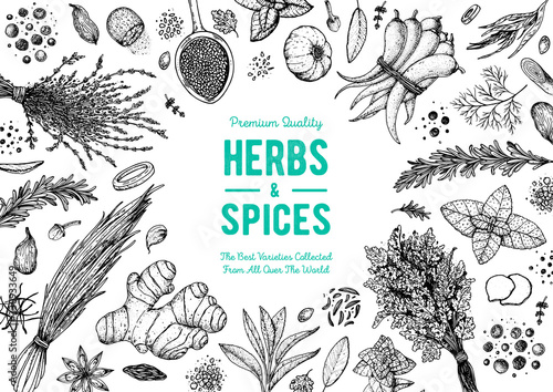 Herbs and spices hand drawn vector illustration. Aromatic plants. Hand drawn food sketch. Vintage illustration. Card design. Sketch style. Spice and herbs black and white design.