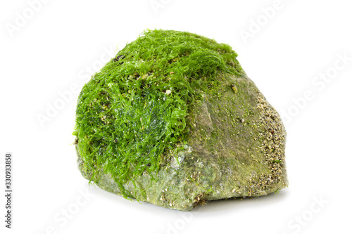Beautiful green fresh seaweed algae on the stone isolated on white background