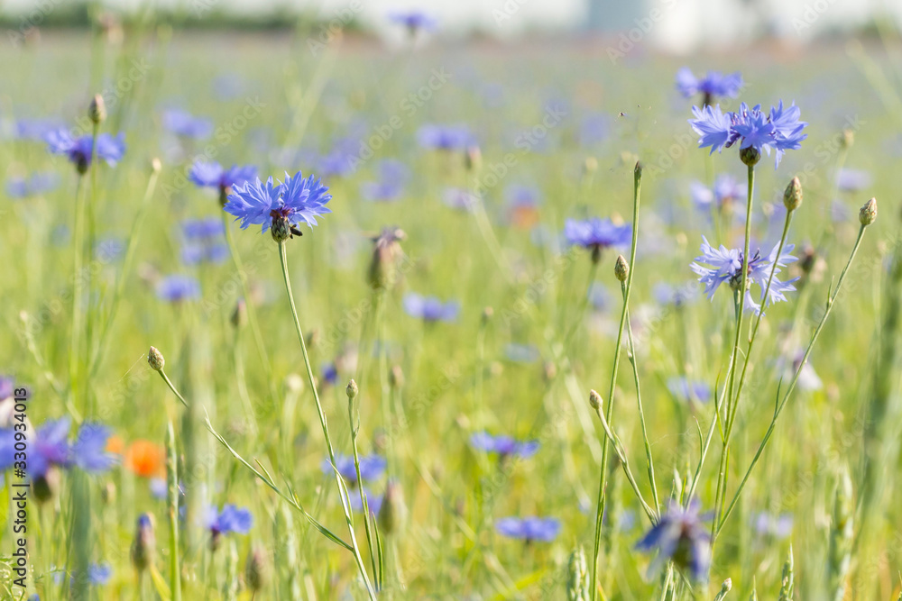 aufgeblühte Kornblumen