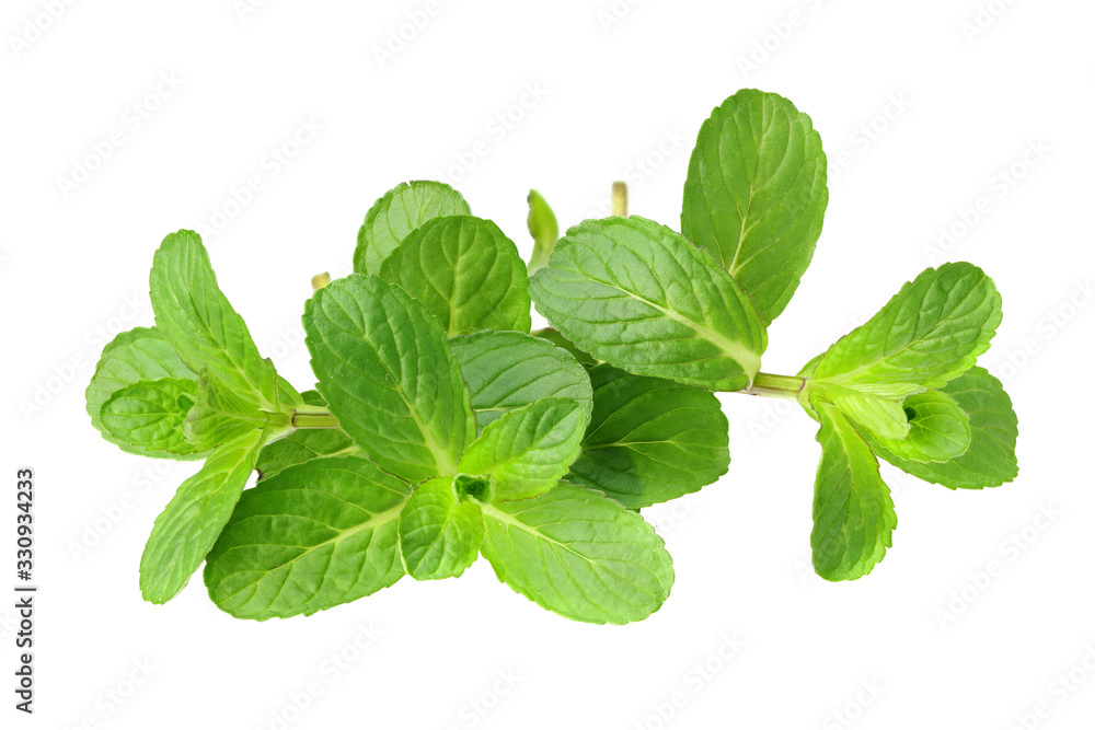Fresh mint leaves isolated on white background. Fresh mint leaves isolated on white background.