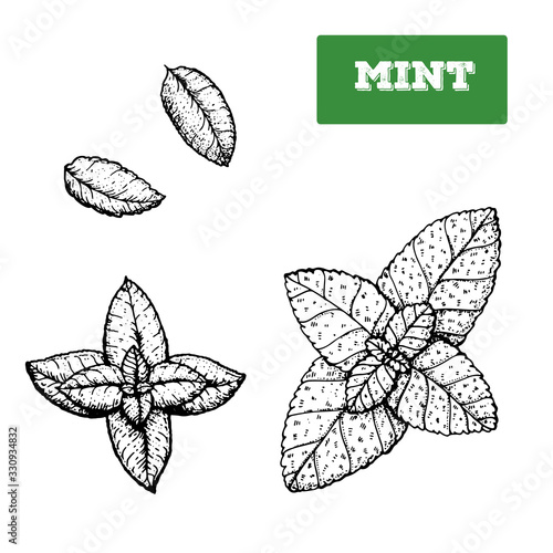 Mint hand drawn vector illustration. Isolated sketch of mint leaves. Engraved illustration. Black and white.