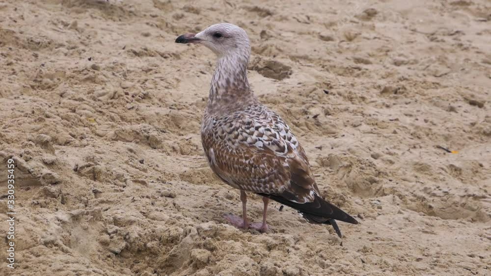 Single Seagull stands on a sandy beach of Baltic Sea; slow motion medium shot. Single Seagull stands on a sandy beach of Baltic Sea; slow motion medium shot.