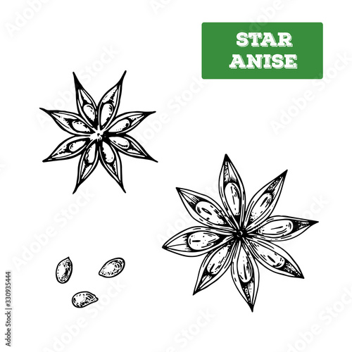 Star anise hand drawn vector illustration. Isolated sketch of anise star. Engraved illustration. Black and white.