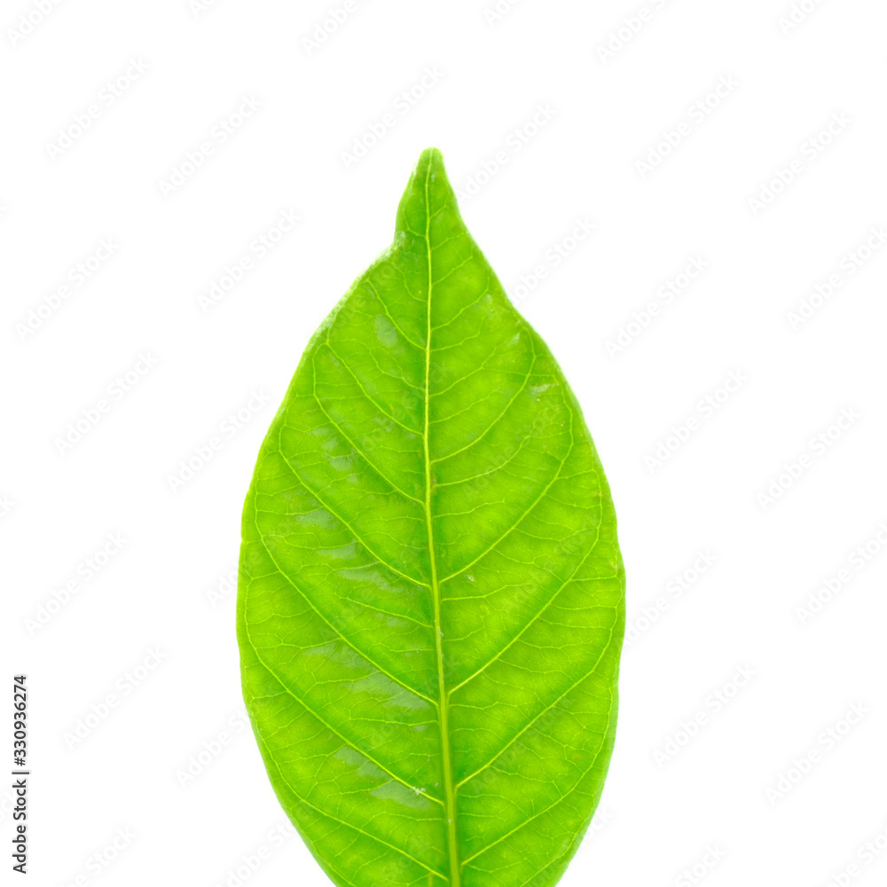 Fototapeta premium green leaf isolated on white background