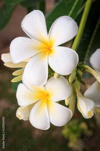 Close up of white plumeria flowers