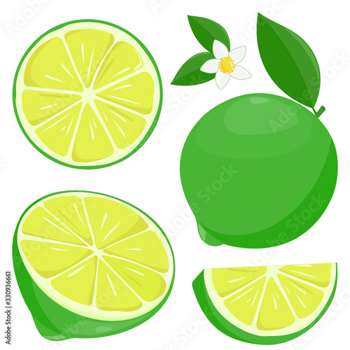 Whole and sliced lime fruit, lime flowers and leaves. Vector illustration