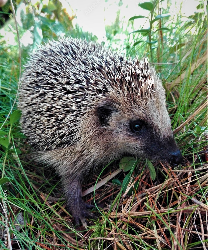 Fototapeta premium hedgehog close up in the forest looks at the camera