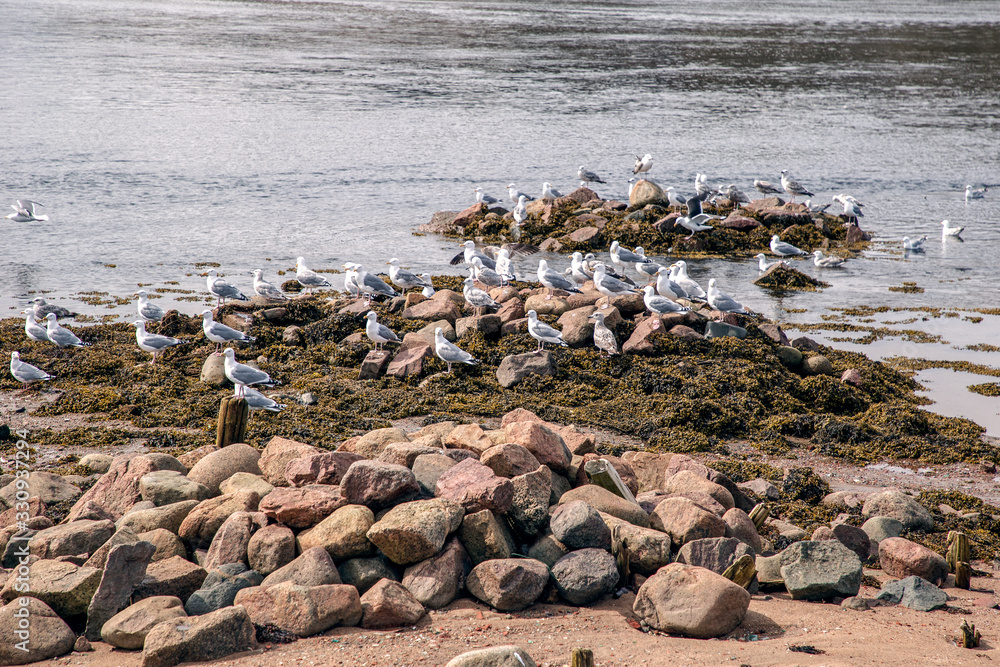 Fototapeta premium Harbor of gulls in Teriberka. Barents Sea. The Kola Peninsula is the north of Russia.