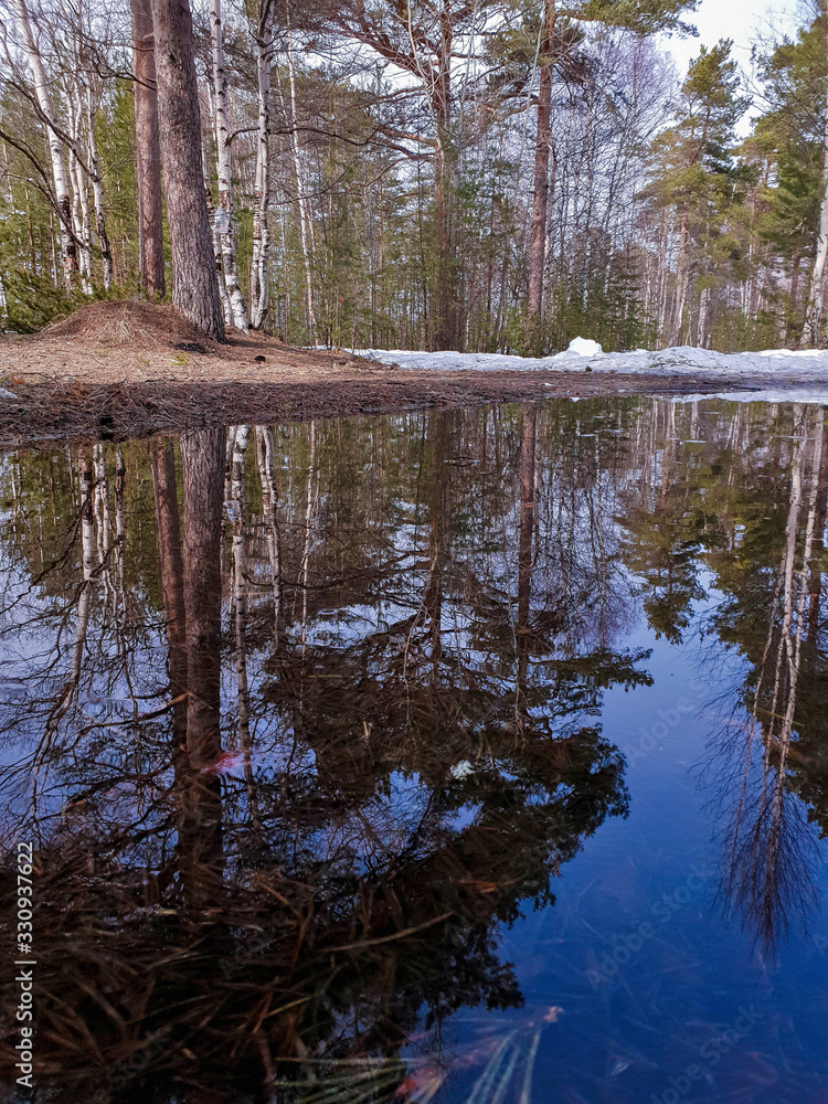 Spring in the North. Jags. Severodvinsk. Unique pine forest. Spring in the North. Jags. Severodvinsk. Unique pine forest.