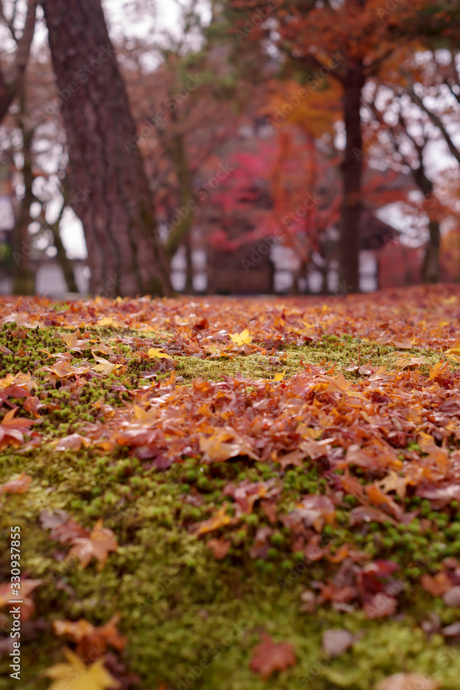 苔むした地面の上の落葉　秋・紅葉イメージ