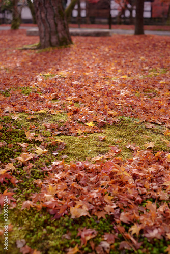 苔むした地面の上の落葉 秋・紅葉イメージ