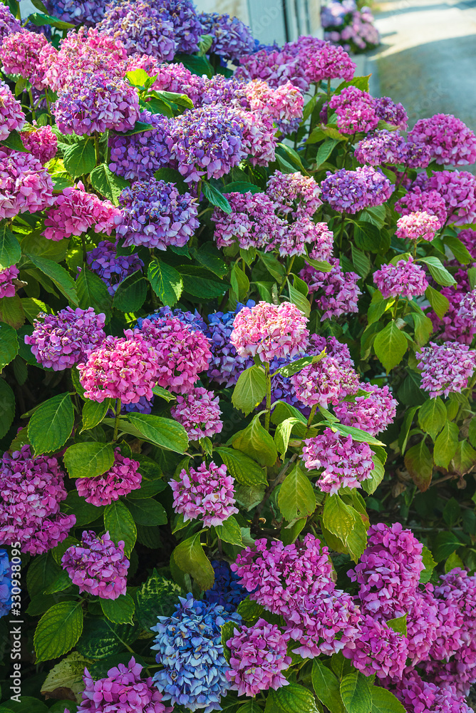 Bush of purple and pink hydrangea on summer drought Bush of purple and pink hydrangea on summer drought