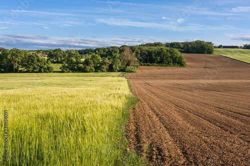 Divided fallow land and field of wheat photo