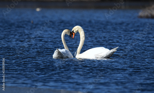 Swan Love