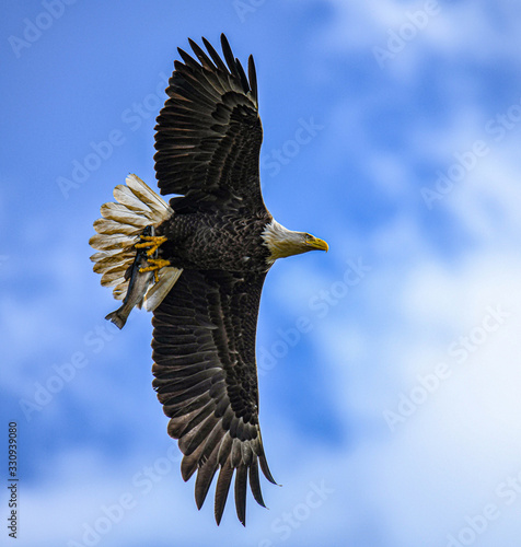 Bald Eagle with trout