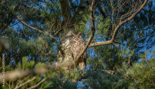 Great Horned Owl standing watch