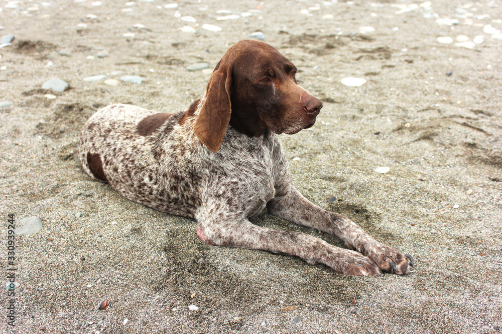 dog lies on the sand at the beach