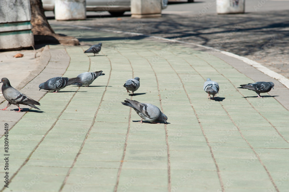 Pigeons eating bread in the street