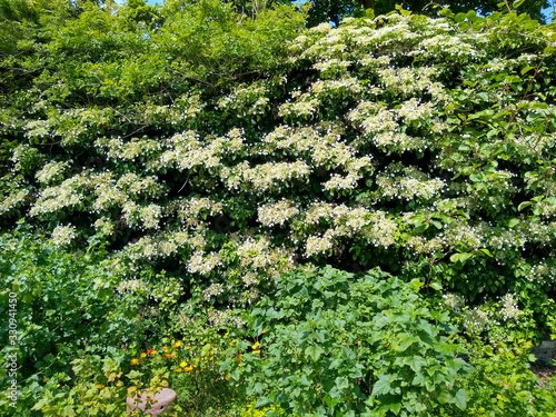 Hydrangea petiolaris photo