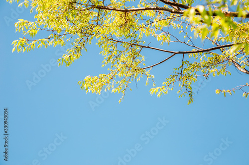 Fresh green tree leaf with blue sky background